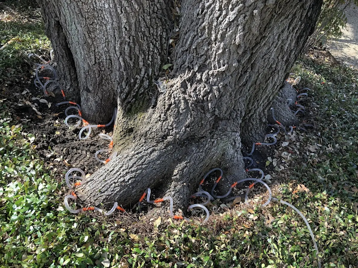 Detailed Tree Cabling and Bracing job site in Sunnyvale
